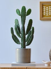 Beards & Daisies Light Green Cowboy Cactus and Capri Pot - Image 1 of 3