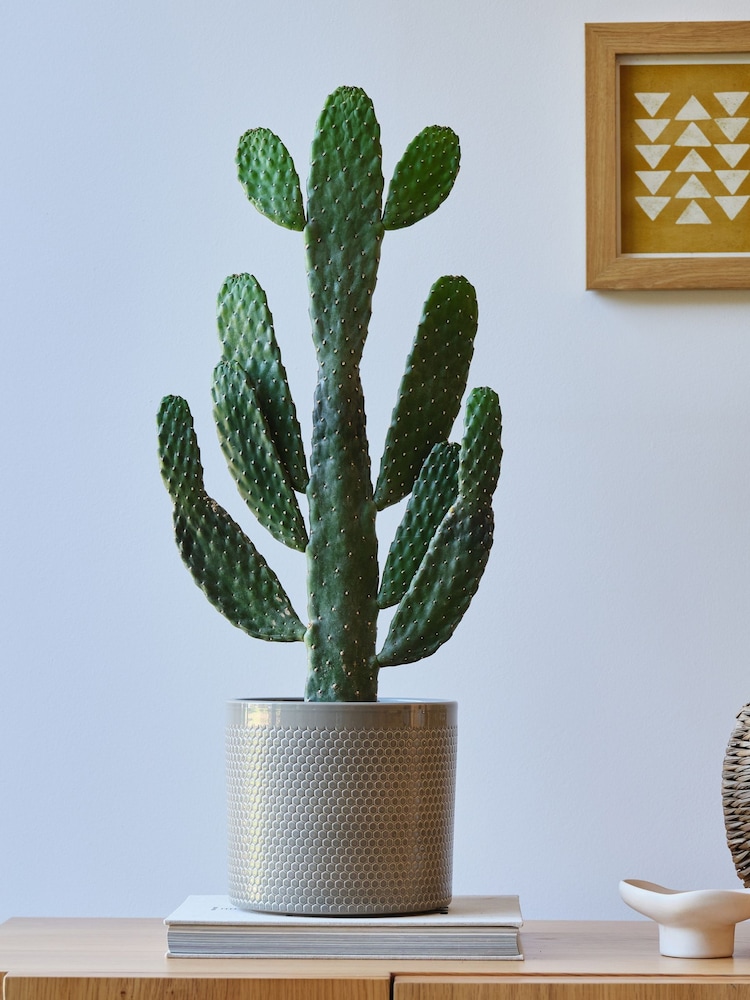 Beards & Daisies Light Green Cowboy Cactus and Capri Pot - Image 1 of 3
