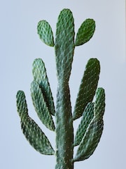 Beards & Daisies Light Green Cowboy Cactus and Capri Pot - Image 2 of 3