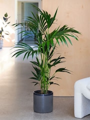 Beards & Daisies Granite Kentia Palm and Capri Pot - Image 1 of 3