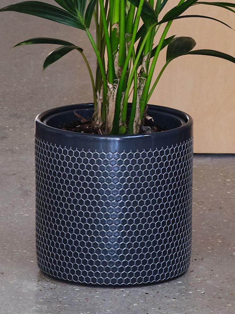 Beards & Daisies Granite Kentia Palm and Capri Pot - Image 3 of 3 Beards & Daisies Granite Kentia Palm and Capri Pot - Image 3 of 3