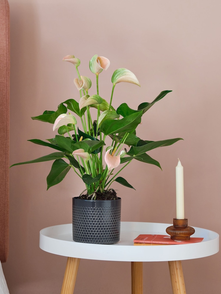 Beards & Daisies Granite Anthurium and Capri Pot - Image 1 of 3