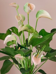 Beards & Daisies Granite Anthurium and Capri Pot - Image 2 of 3