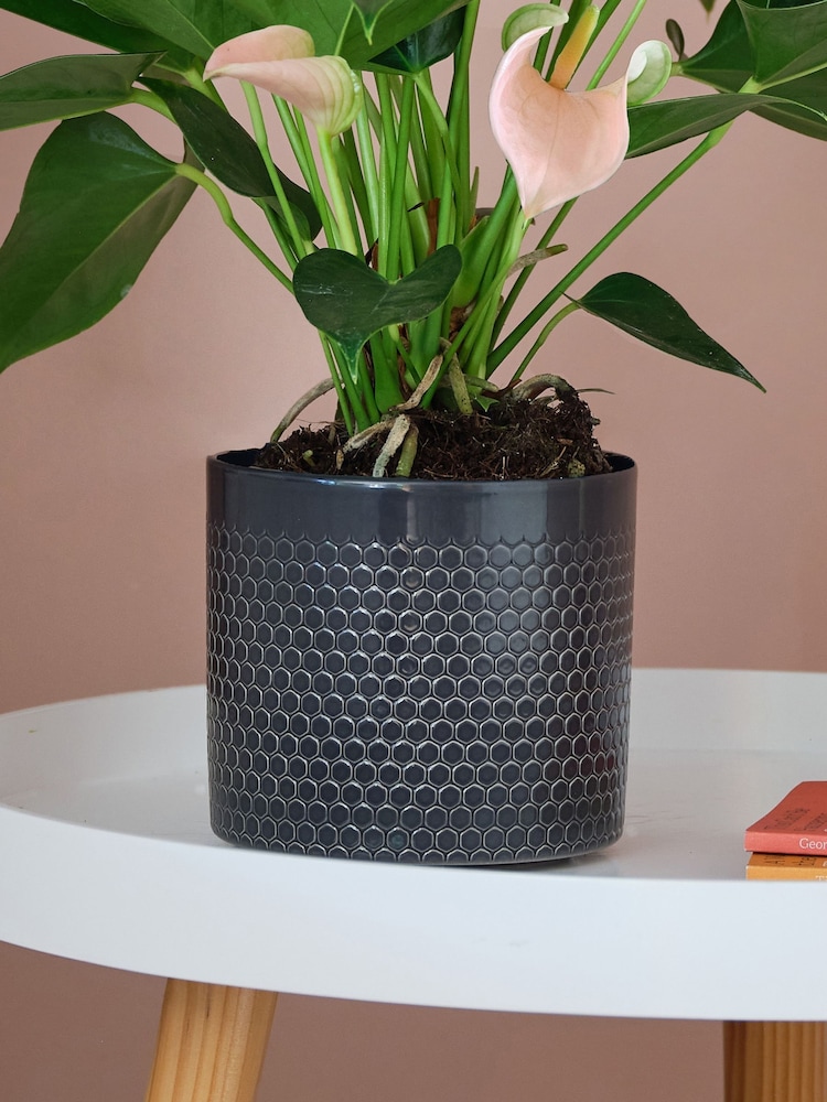 Beards & Daisies Granite Anthurium and Capri Pot - Image 3 of 3
