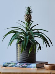 Beards & Daisies Granite Pineapple Plant and Capri Pot - Image 1 of 3
