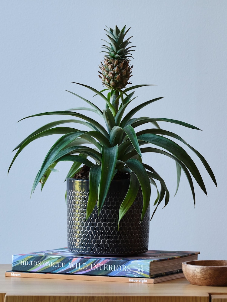 Beards & Daisies Granite Pineapple Plant and Capri Pot - Image 1 of 3