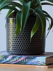 Beards & Daisies Granite Pineapple Plant and Capri Pot - Image 3 of 3