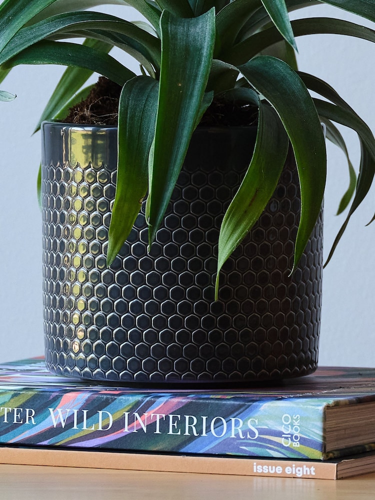 Beards & Daisies Granite Pineapple Plant and Capri Pot - Image 3 of 3