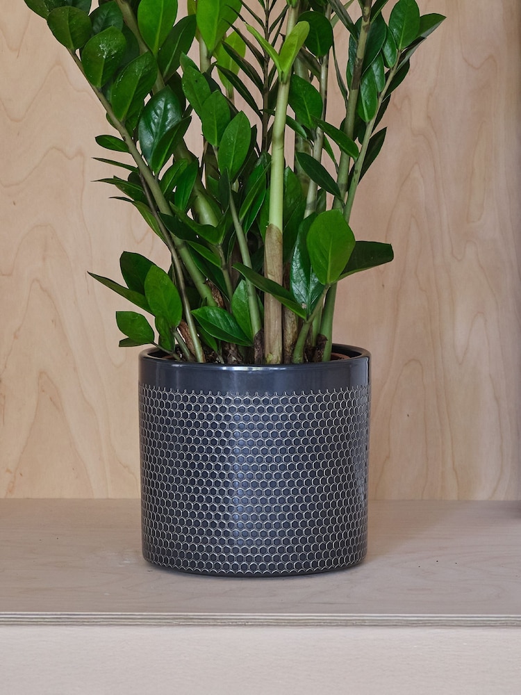 Beards & Daisies Granite ZZ Plant and Capri Pot - Image 3 of 3