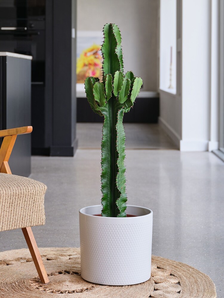 Beards & Daisies Cool Grey Trigona Cactus & Capri Pot - Image 1 of 3