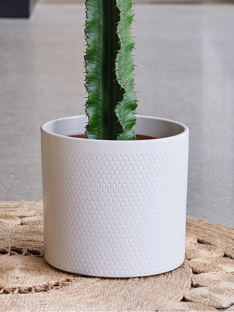 Beards & Daisies Cool Grey Trigona Cactus & Capri Pot - Image 3 of 3