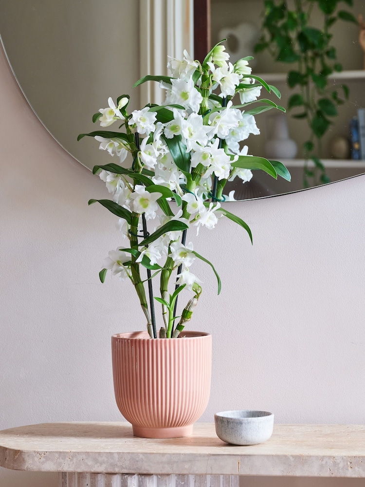 Beards & Daisies Pink Orchid and Ribbed Pot - Image 1 of 3 Beards & Daisies Pink Orchid and Ribbed Pot - Image 1 of 3