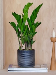 Beards & Daisies Granite ZZ Plant and Capri Pot - Image 1 of 3