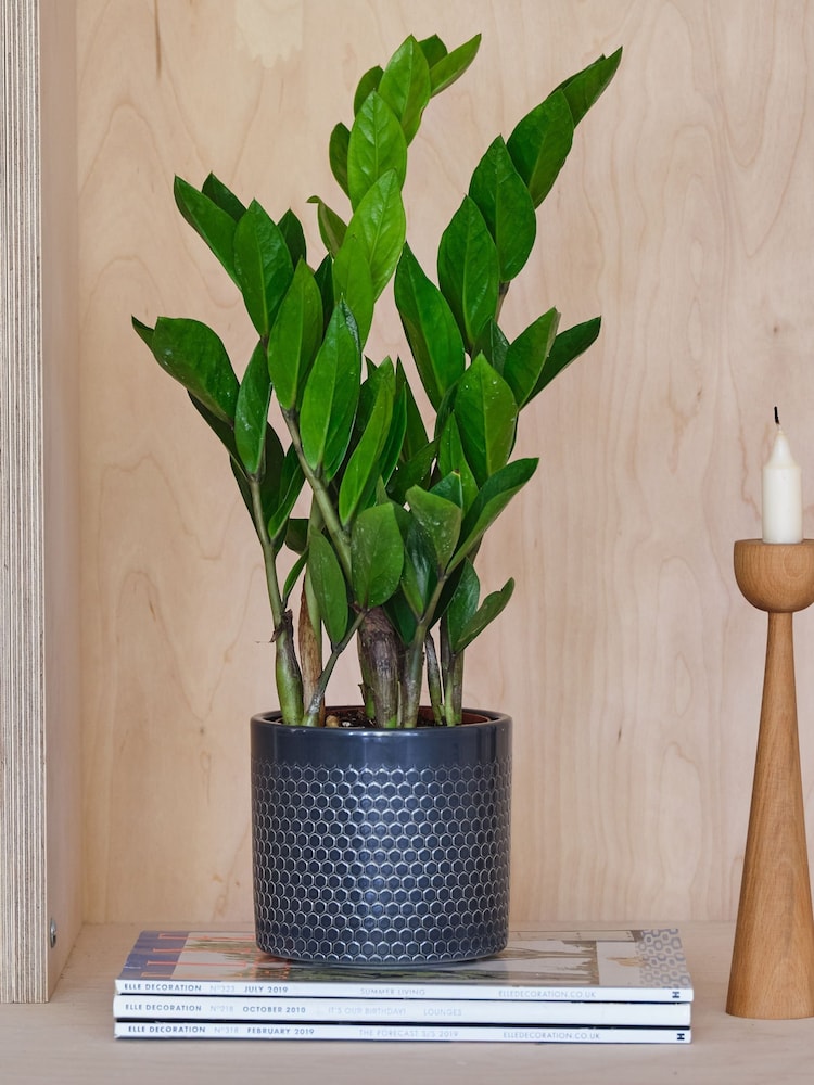 Beards & Daisies Granite ZZ Plant and Capri Pot - Image 1 of 3