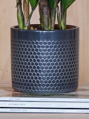 Beards & Daisies Granite ZZ Plant and Capri Pot - Image 3 of 3