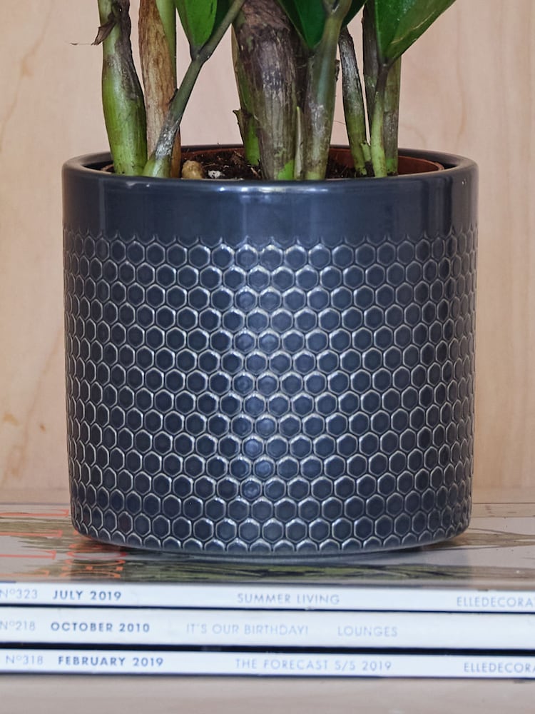 Beards & Daisies Granite ZZ Plant and Capri Pot - Image 3 of 3