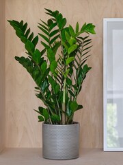 Beards & Daisies Light Green ZZ Plant and Capri Pot - Image 1 of 3