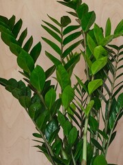 Beards & Daisies Light Green ZZ Plant and Capri Pot - Image 2 of 3