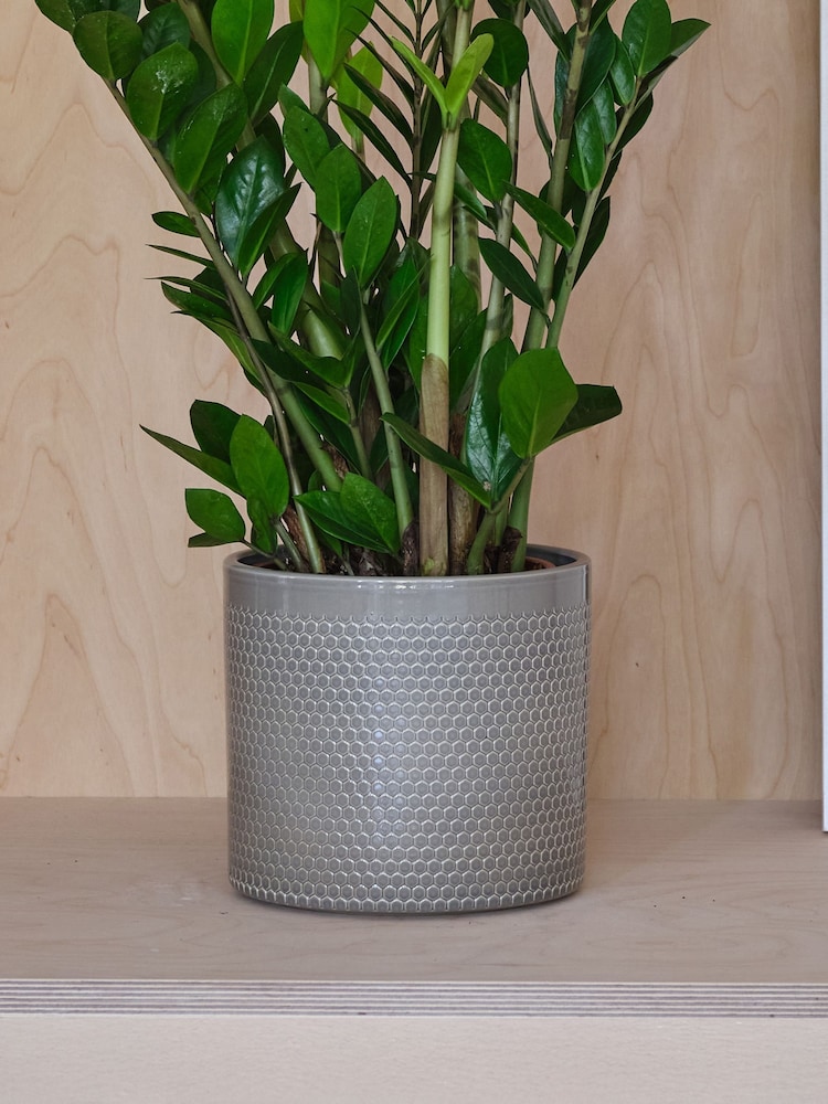 Beards & Daisies Light Green ZZ Plant and Capri Pot - Image 3 of 3 Beards & Daisies Light Green ZZ Plant and Capri Pot - Image 3 of 3