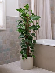 Beards & Daisies Oyster Devil's Ivy Moss Pole & Earthenware Pot - Image 1 of 4