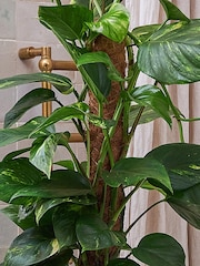Beards & Daisies Oyster Devil's Ivy Moss Pole & Earthenware Pot - Image 3 of 4