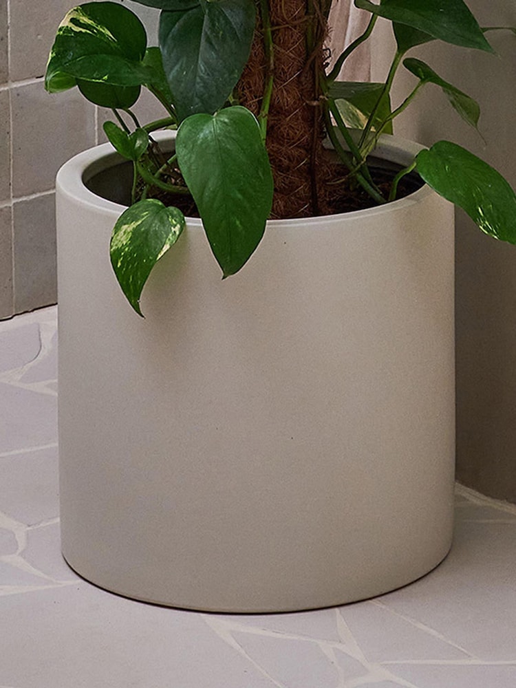 Beards & Daisies Oyster Devil's Ivy Moss Pole & Earthenware Pot - Image 4 of 4