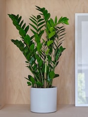 Beards & Daisies Cool Grey ZZ Plant and Capri Pot - Image 1 of 3