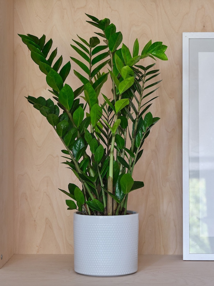 Beards & Daisies Cool Grey ZZ Plant and Capri Pot - Image 1 of 3 Beards & Daisies Cool Grey ZZ Plant and Capri Pot - Image 1 of 3