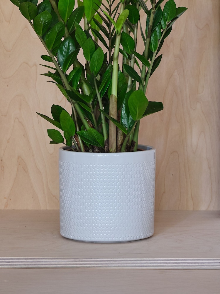 Beards & Daisies Cool Grey ZZ Plant and Capri Pot - Image 3 of 3 Beards & Daisies Cool Grey ZZ Plant and Capri Pot - Image 3 of 3