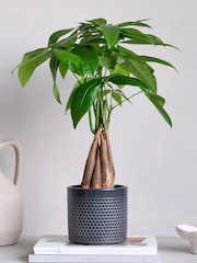 Beards & Daisies Granite Money Tree & Capri Pot - Image 1 of 4