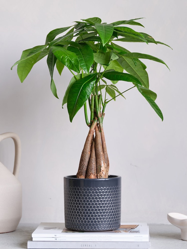 Beards & Daisies Granite Money Tree & Capri Pot - Image 1 of 4 Beards & Daisies Granite Money Tree & Capri Pot - Image 1 of 4