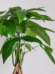 Beards & Daisies Granite Money Tree & Capri Pot - Image 2 of 4