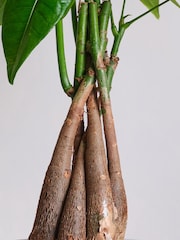 Beards & Daisies Granite Money Tree & Capri Pot - Image 3 of 4