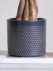 Beards & Daisies Granite Money Tree & Capri Pot - Image 4 of 4