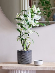 Beards & Daisies Granite Orchid & Capri Pot - Image 1 of 3