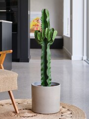 Beards & Daisies Light Green Trigona Cactus & Capri Pot - Image 1 of 3