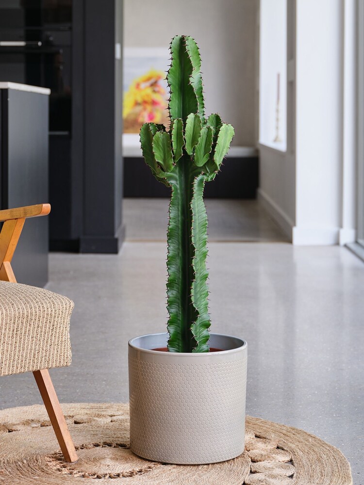 Beards & Daisies Light Green Trigona Cactus & Capri Pot - Image 1 of 3 Beards & Daisies Light Green Trigona Cactus & Capri Pot - Image 1 of 3