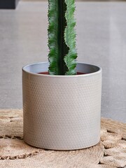 Beards & Daisies Light Green Trigona Cactus & Capri Pot - Image 3 of 3