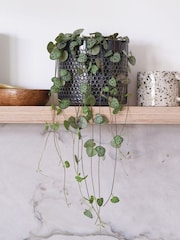 Beards & Daisies Granite String of Hearts & Capri Pot - Image 1 of 3