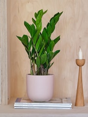 Beards & Daisies Pink Clay ZZ Plant & Earthenware Pot - Image 1 of 3