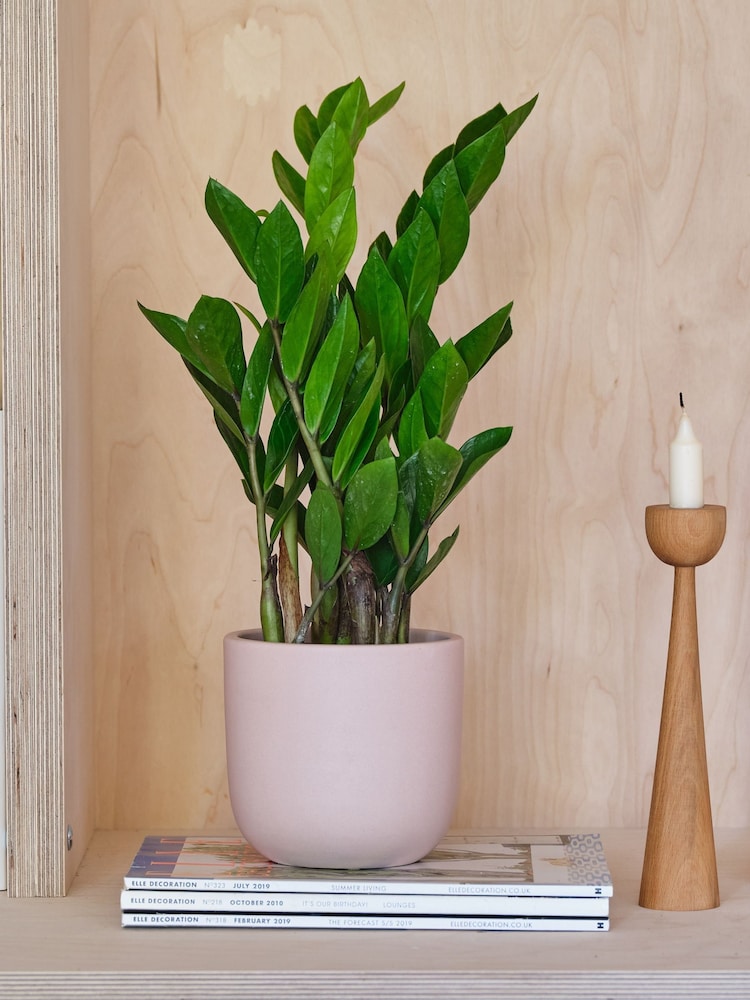 Beards & Daisies Pink Clay ZZ Plant & Earthenware Pot - Image 1 of 3