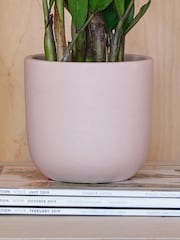 Beards & Daisies Pink Clay ZZ Plant & Earthenware Pot - Image 3 of 3