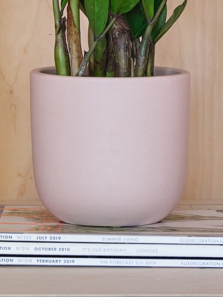 Beards & Daisies Pink Clay ZZ Plant & Earthenware Pot - Image 3 of 3