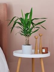 Beards & Daisies Cool Grey Yucca Plant & Capri Pot - Image 1 of 3