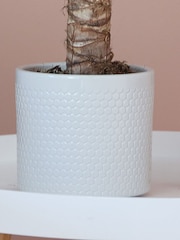 Beards & Daisies Cool Grey Yucca Plant & Capri Pot - Image 3 of 3