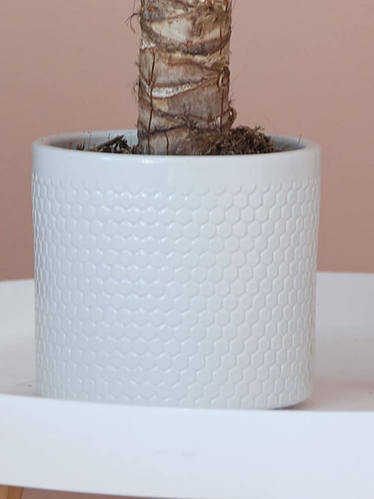 Beards & Daisies Cool Grey Yucca Plant & Capri Pot - Image 3 of 3 Beards & Daisies Cool Grey Yucca Plant & Capri Pot - Image 3 of 3