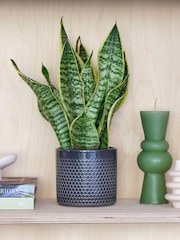 Beards & Daisies Granite Snake Plant & Capri Pot - Image 1 of 3