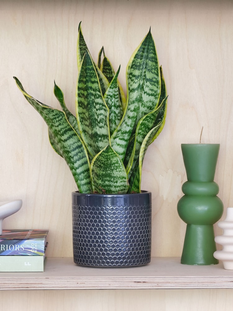 Beards & Daisies Granite Snake Plant & Capri Pot - Image 1 of 3 Beards & Daisies Granite Snake Plant & Capri Pot - Image 1 of 3