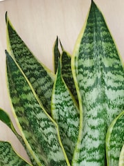Beards & Daisies Granite Snake Plant & Capri Pot - Image 2 of 3