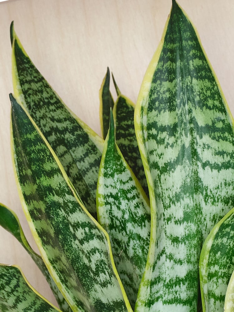 Beards & Daisies Granite Snake Plant & Capri Pot - Image 2 of 3